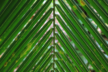 Close up coconut leaves in the garden