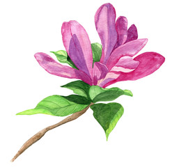 Watercolor pink magnolia with green leaves.   Hand painted illsutration of fresh spring flower on white background.  © red.dots.house
