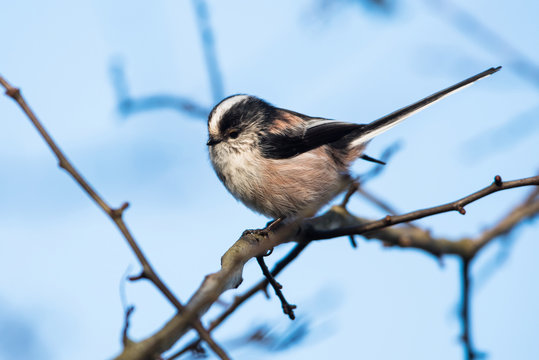 Lomg-tailed Tit in winter. Her Latin name is Aegithalos caudatus.