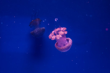 Australian spotted jellyfishes in the water.