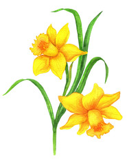 watercolor yellow daffodils isolated on white background