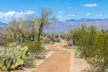 Fototapeta na wymiar Path leading through the desert toward the Rincon Mountains