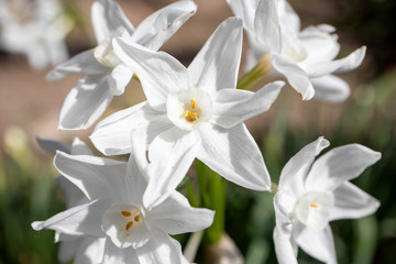 春の訪れを告げる球根植物　スイセンの白い花