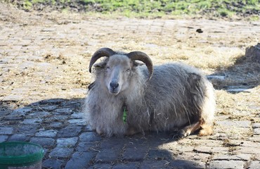 A ram resting on a farm.