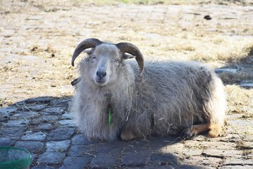 A ram resting on a farm.