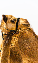 camel smiling to the camera and getting a portrait done, with a desert background 
