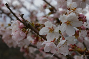  closeup light pink cherry blossom with yellow pollen  at osaka japan