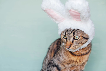 Mackerel tabby kitty dressed as rabbit, close up.