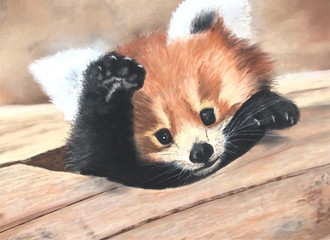 portrait of a cat, Little red panda. Lovely animal. Baby panda. The muzzle of the red panda.
