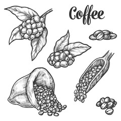 Coffee beans, coffee tree plant sketch elements