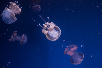 Naklejka na ściany i meble Australian spotted jellyfishes in the water.