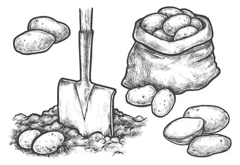 Sketch potato harvesting or farm planting
