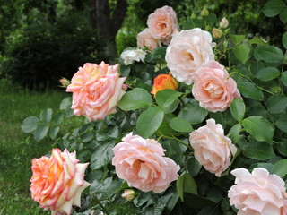 View of pink and orange roses