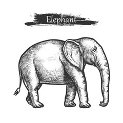 Elephant sketch zoo and African jungle wild animal