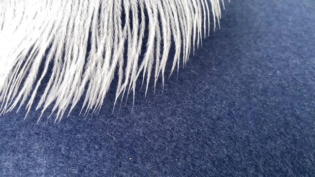 white fluffy ostrich feather on a dark blue background, concept of lightness, luxury