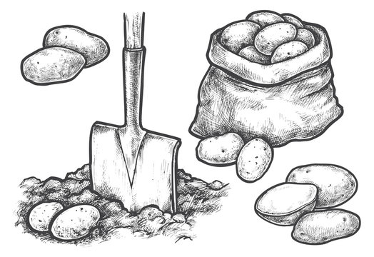 Featured image of post Drawing Of Potato Crop The potato is a root vegetable native to the americas a starchy tuber of the plant solanum tuberosum and the plant itself is a perennial in the nightshade family solanaceae
