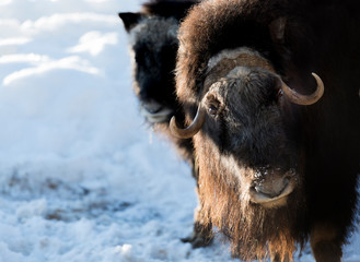 european bison during winter time