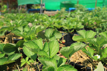 Organic strawberry on the farm