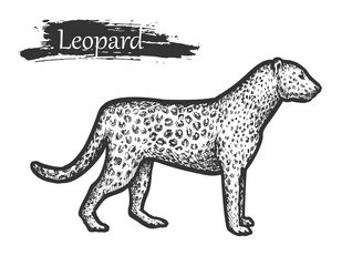 Leopard sketch, zoo and African jungle wild animal