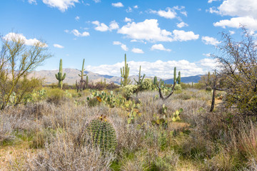 Fototapeta premium Desert landscape on a sunny day in Saguaro National Park
