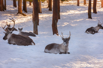 Reindeers in natural environment with snow, Lapland, north Sweden, during winter