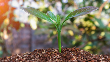 Avocado seedlings growing in the morning sunshine