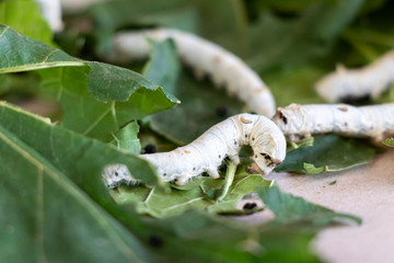 Closed up of silkworm on mulberry leaf background