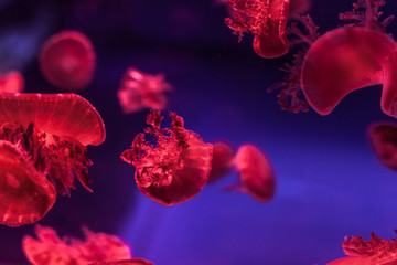 Upside down jellyfish in the water.