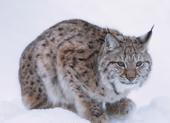 European linx in winter, Norrbotten, Sweden © paolo maria airenti