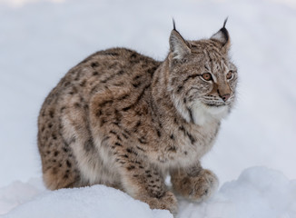 European linx in winter, Norrbotten, Sweden