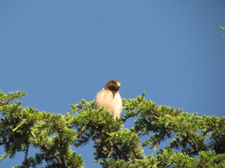 Chimango Caracara - Milvago chimango - Environmental preservation allows the observation of wild birds within the city limits