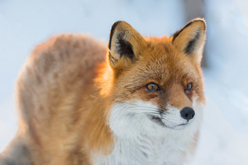 a portrait of a red little fox on snow
