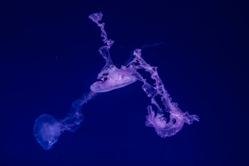 Japanese sea nettle jellyfish in the water.