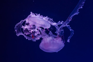 Naklejka na ściany i meble Japanese sea nettle jellyfish in the water.