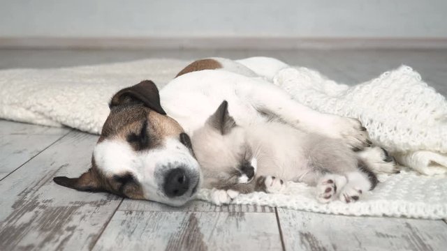 Dog and cat are sleeping together funny video. Friendship cat and dog indoors