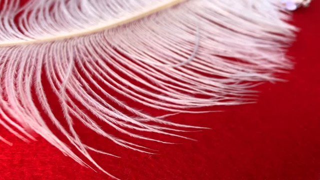 white fluffy ostrich feather on a dark background, concept of lightness, luxury