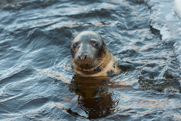 isolated seal on ice during winter