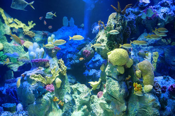 Naklejka na ściany i meble Big aquarium with corals and fishes