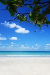 Tree branch and summer tropical beach background nature landscape.