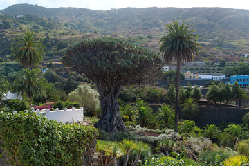 Fototapeta na wymiar Drago de Icod de los Vinos, Tenerife island, Canary islands, Spain
