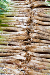 Traditional food Catalonia - Spain