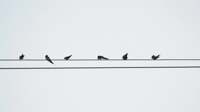 Drongo bird flock on electric cable line on white grey screen, bird action and staning , wild animals concept