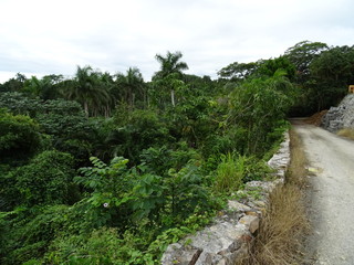 Fototapeta na wymiar Las Terrazas, alrededores de Pinar de Río, Cuba
