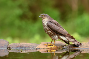 Eurasian Sparrowhawk - Accipiter nisus, beautiful bird of prey form Euroasian forests and woodlands, Hortobagy, Hungary.