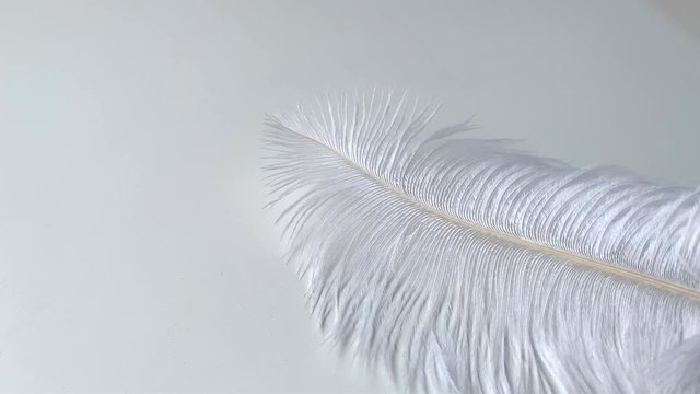 white fluffy ostrich feather on a white background, concept of lightness, luxury