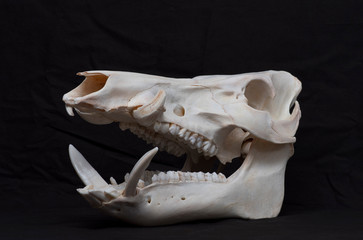 Big boar skull - 329087418