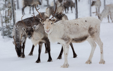 Reindeers in natural environment with snow, Lapland, north Sweden, during winter