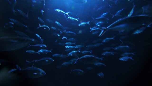 Shoal of fish swimming around in 4k