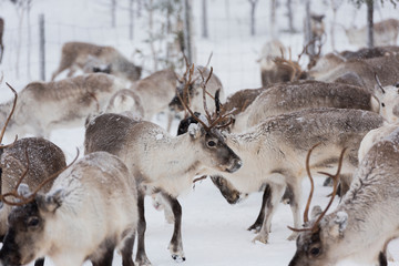 Reindeers in natural environment with snow, Lapland, north Sweden, during winter - obrazy, fototapety, plakaty