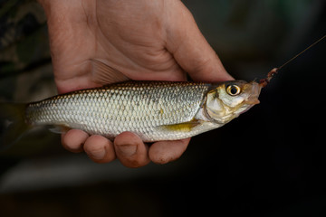 The common dace (Leuciscus leuciscus) with the fishhook in its mouth is in male hand.